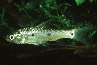Barbus jacksoni
